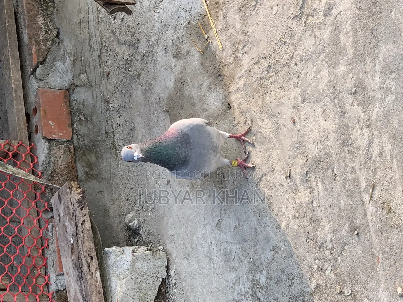 রেসার নর ৬ পর এর