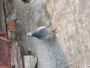 রেসার নর ৬ পর এর