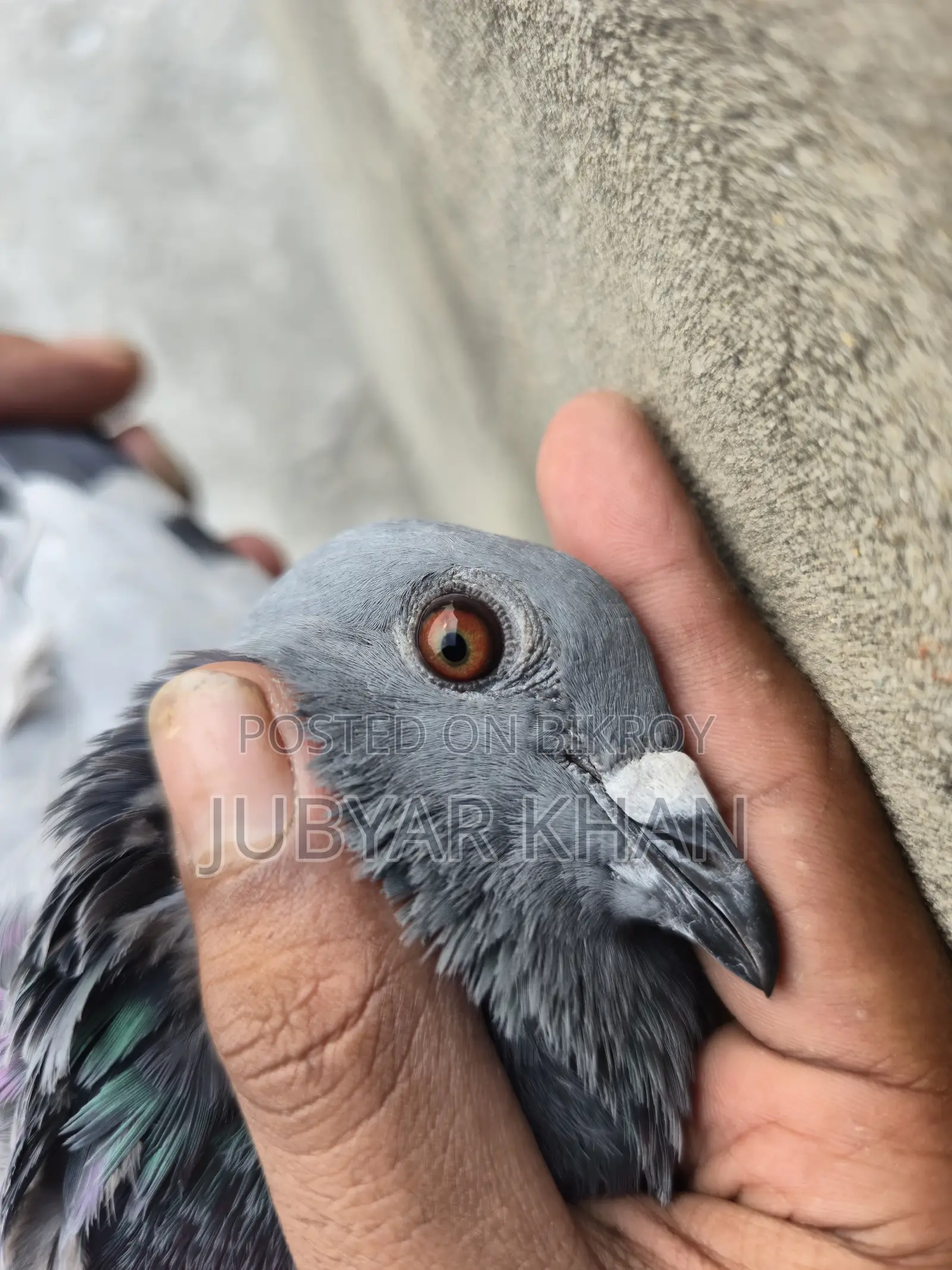 রেসার নর ৬ পর এর