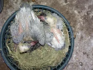 Racer Babies for Sale