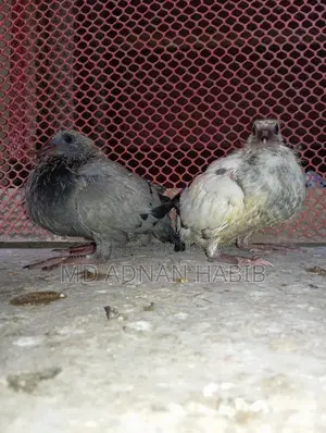 Racer Babies for Sale