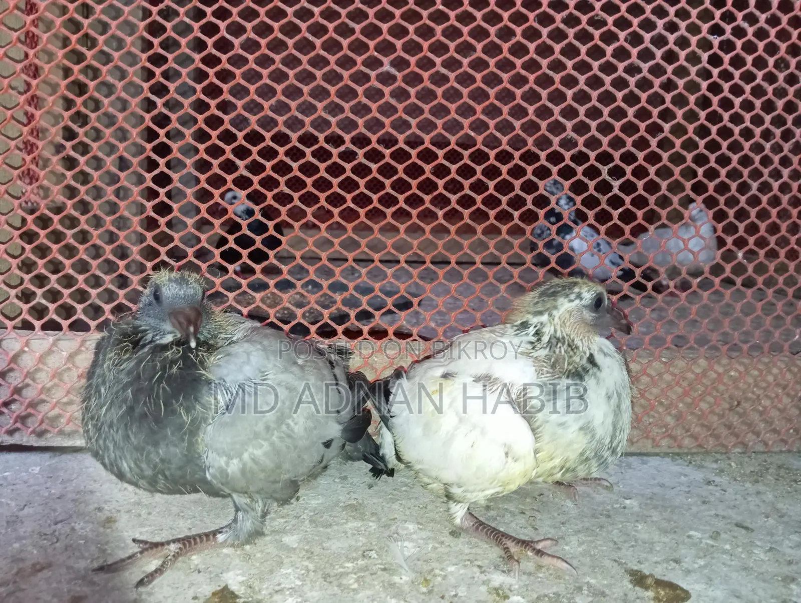 Racer Babies for Sale
