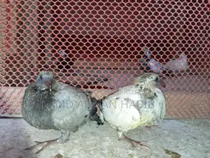 Racer Babies for Sale