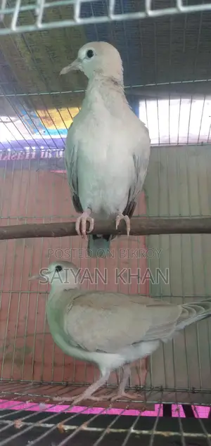 Two pairs of birds for sale