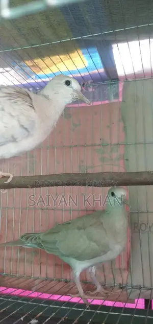 Two pairs of birds for sale