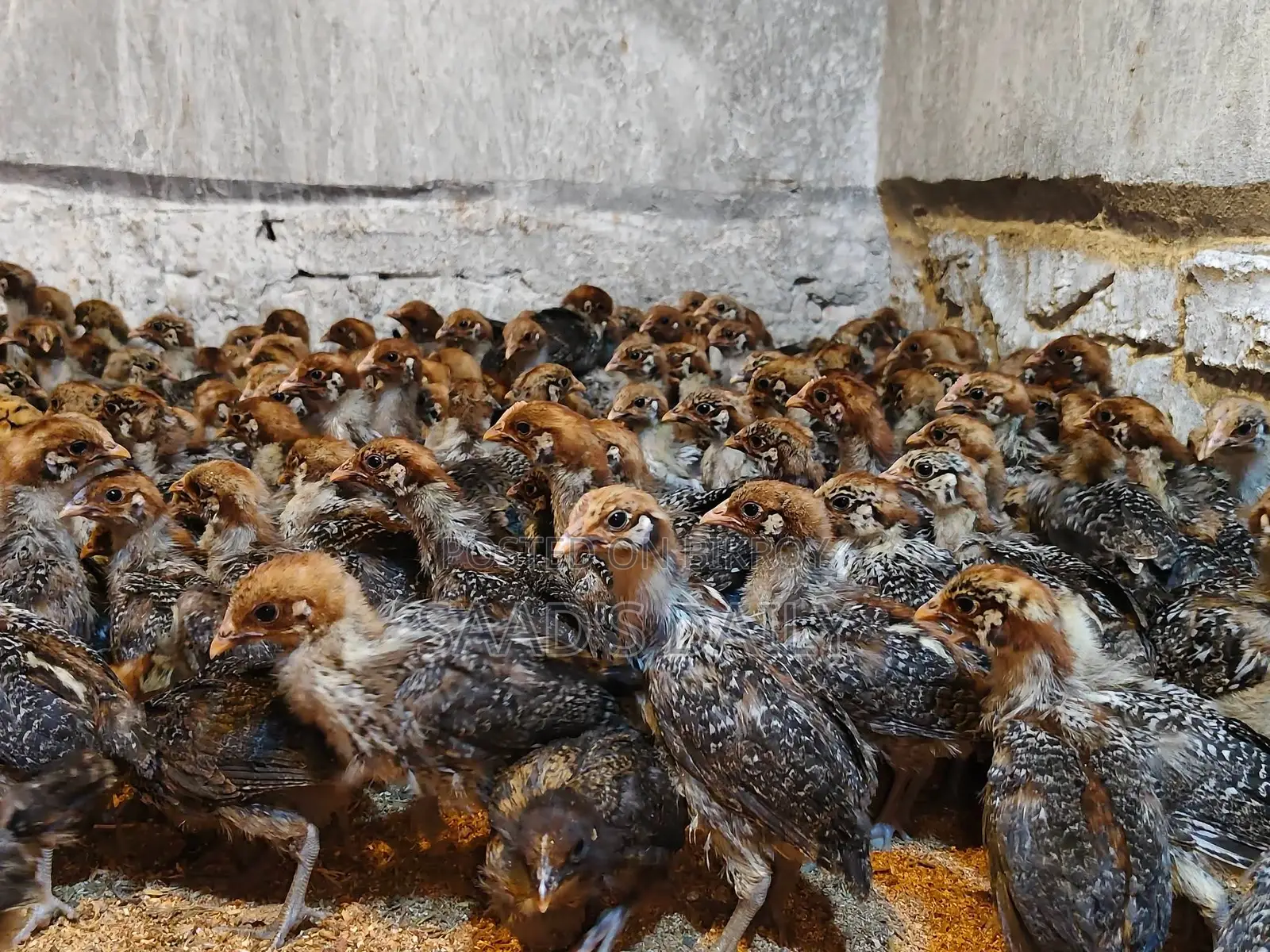 20-Day-Old Fayoumi Chickens
