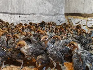 20-Day-Old Fayoumi Chickens