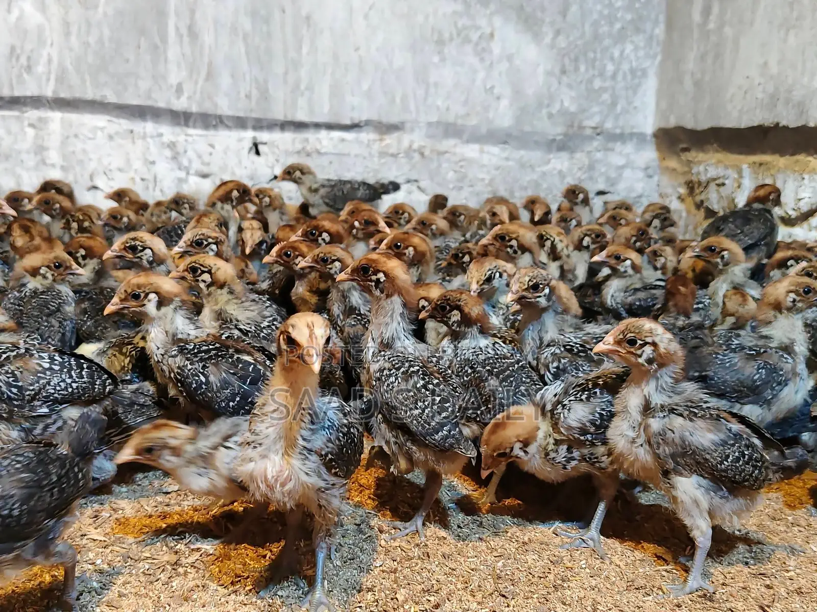20-Day-Old Fayoumi Chickens