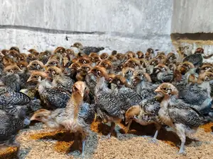 20-Day-Old Fayoumi Chickens