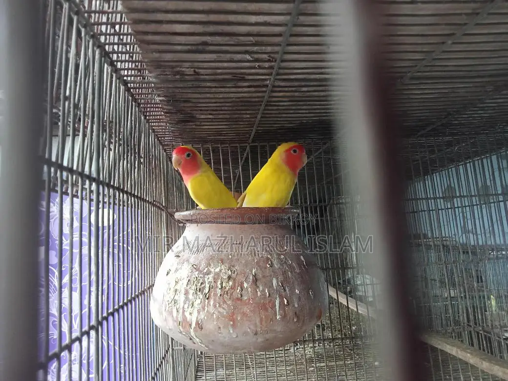 Love Birds for Sale
