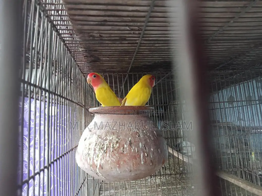 Love Birds for Sale