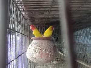 Love Birds for Sale