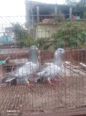 Giribaj Pigeon