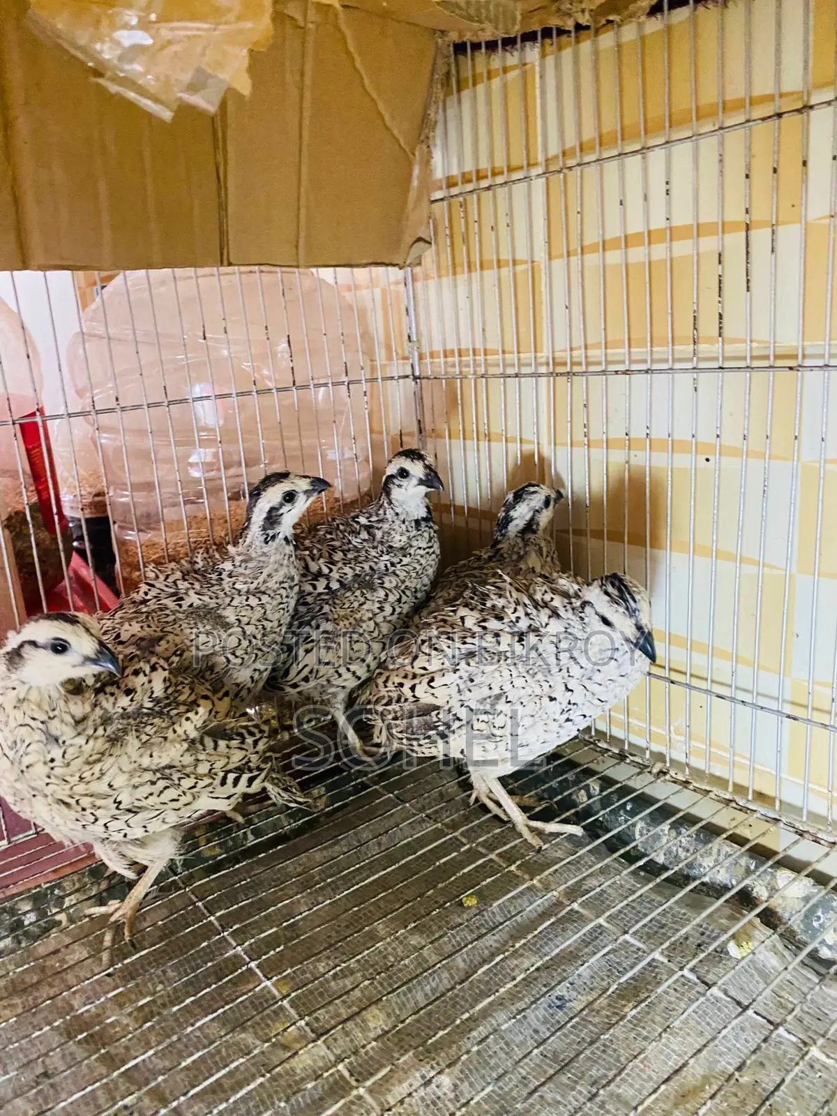 Snowflake Bobwhite Quail