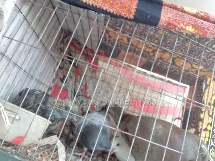 Pigeon Chicks