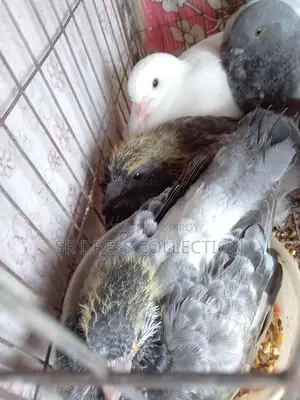 Pigeon Chicks