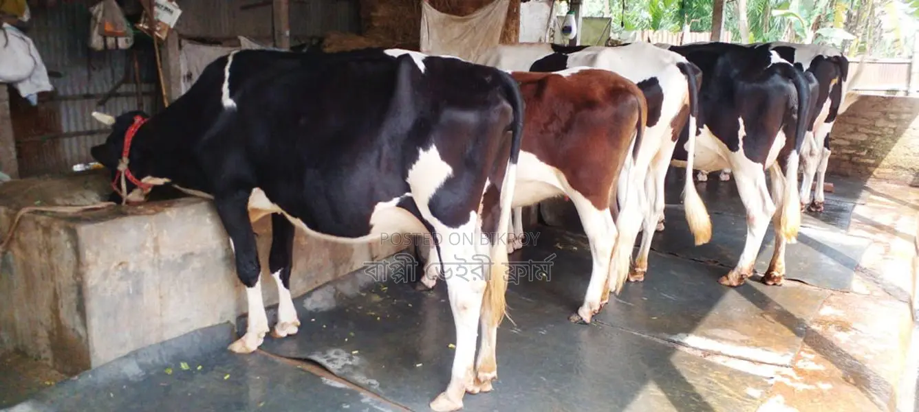 বাছাইকৃত ৫টি গাভী বিক্রয় হবে ।(১২০৫নং )