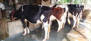 বাছাইকৃত ৫টি গাভী বিক্রয় হবে ।(১২০৫নং )