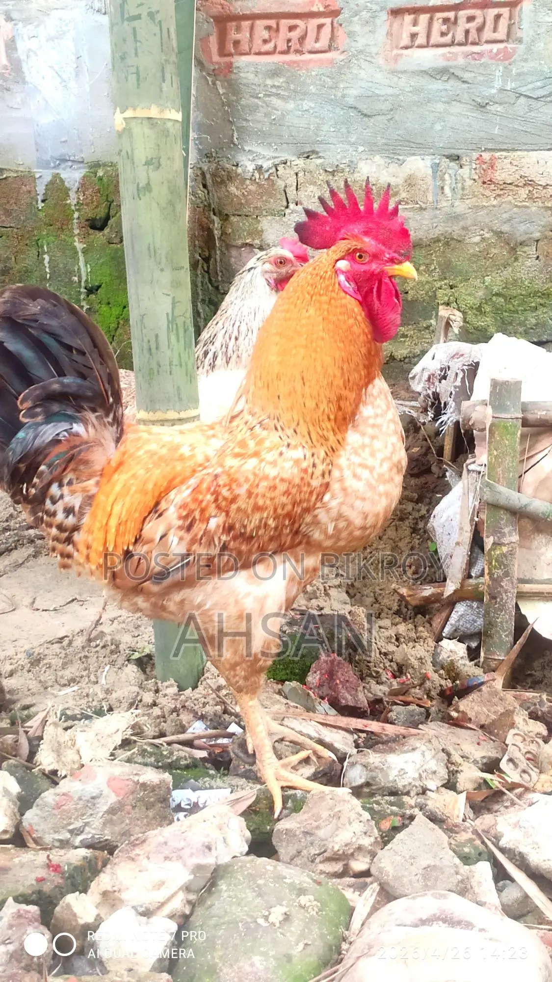টাইগার বড় সাইজের ২ পিস মুরগা এবং মুরগী বিক্রি হবে