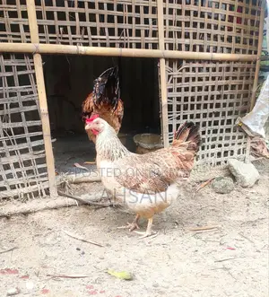 টাইগার বড় সাইজের ২ পিস মুরগা এবং মুরগী বিক্রি হবে
