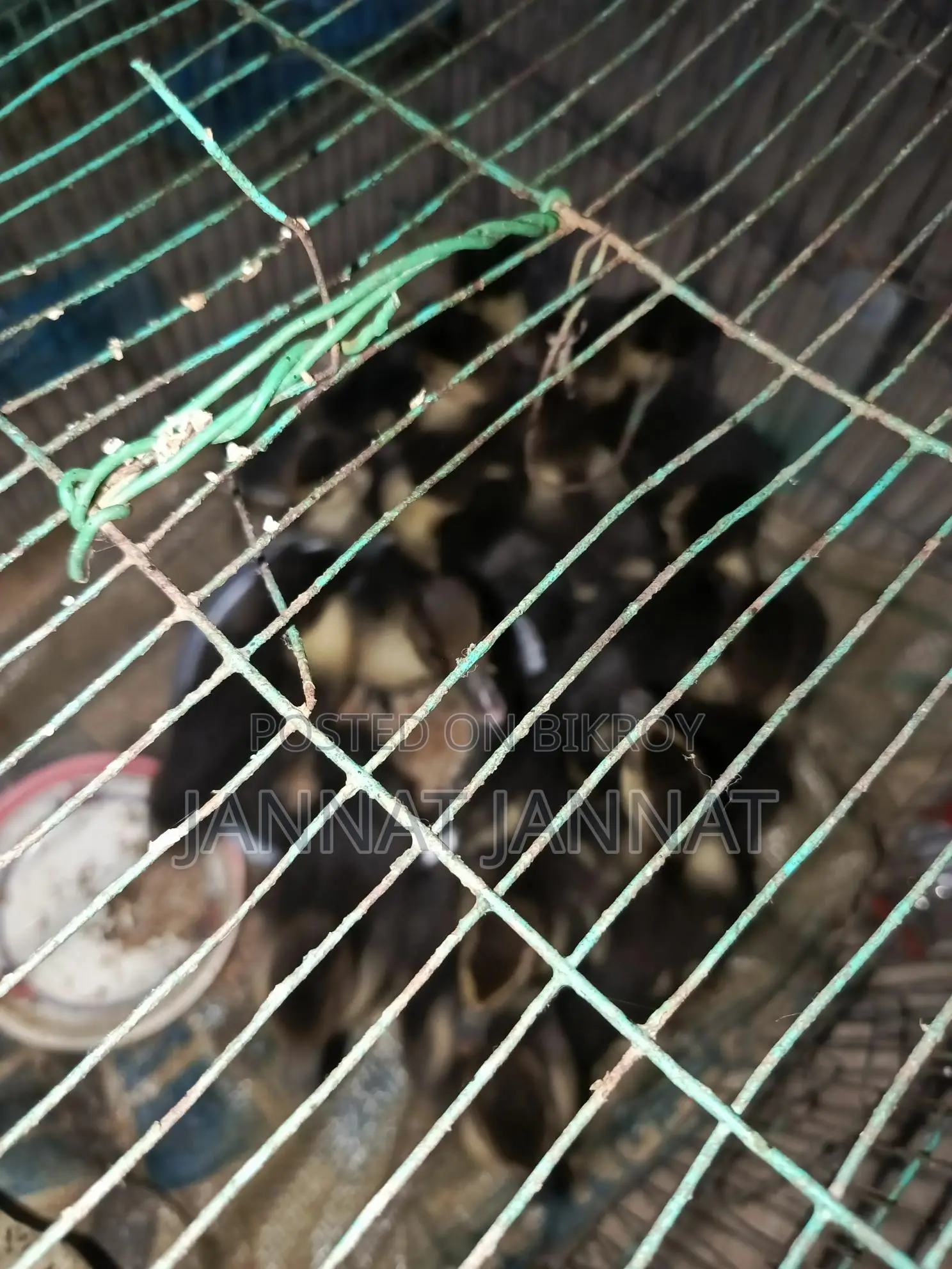 Ducklings