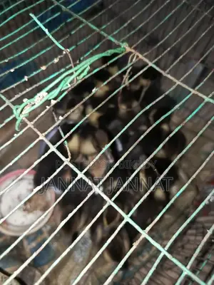 Ducklings