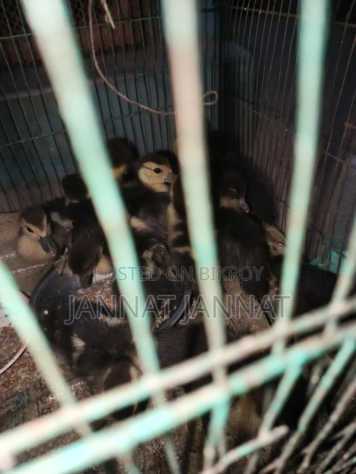 Ducklings