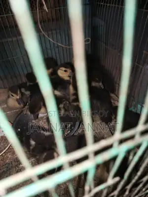 Ducklings