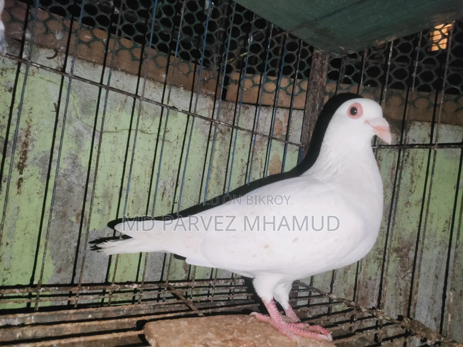 Racer Pigeons