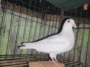 Racer Pigeons