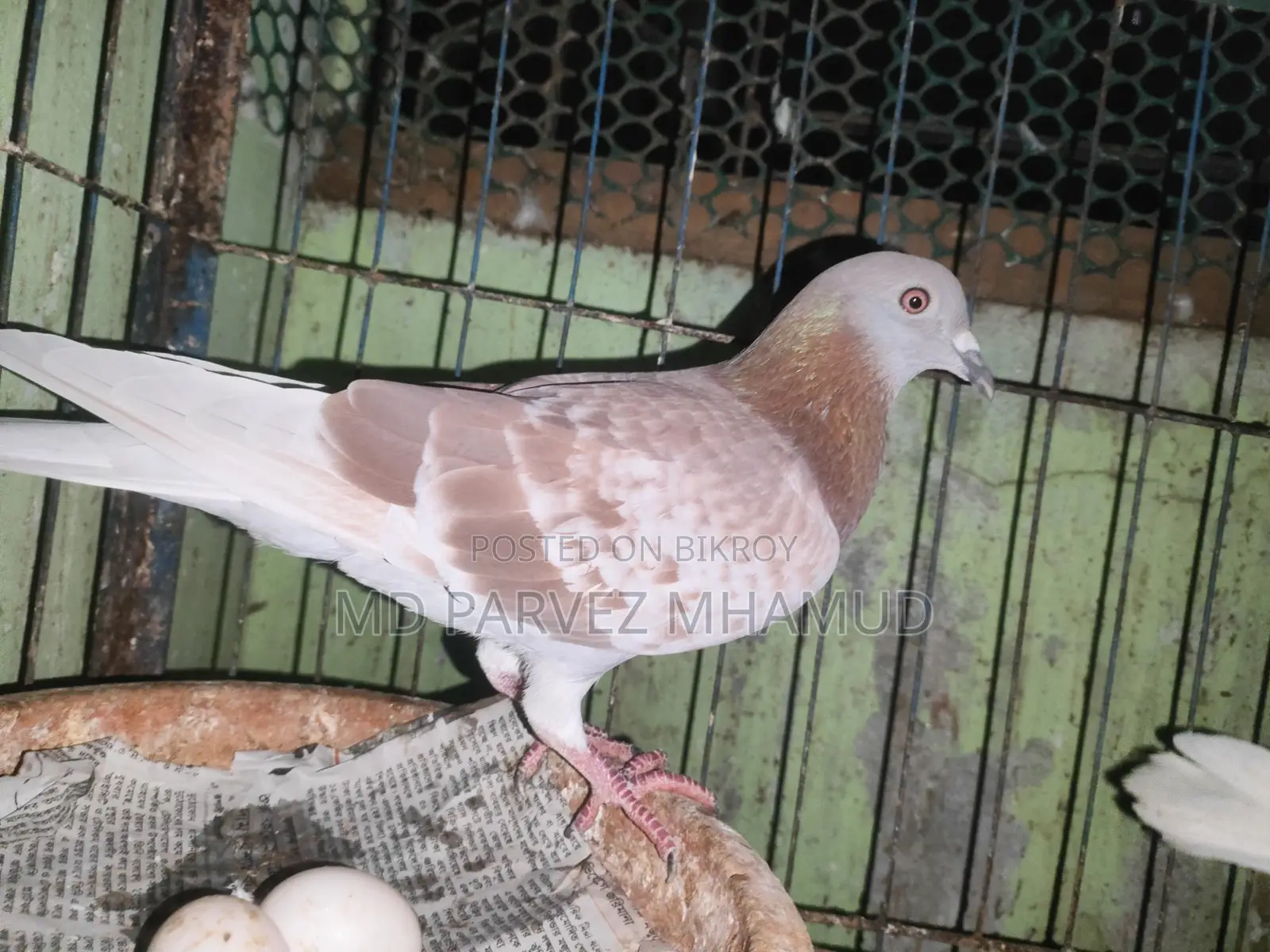Racer Pigeons