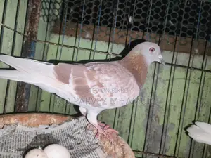 Racer Pigeons
