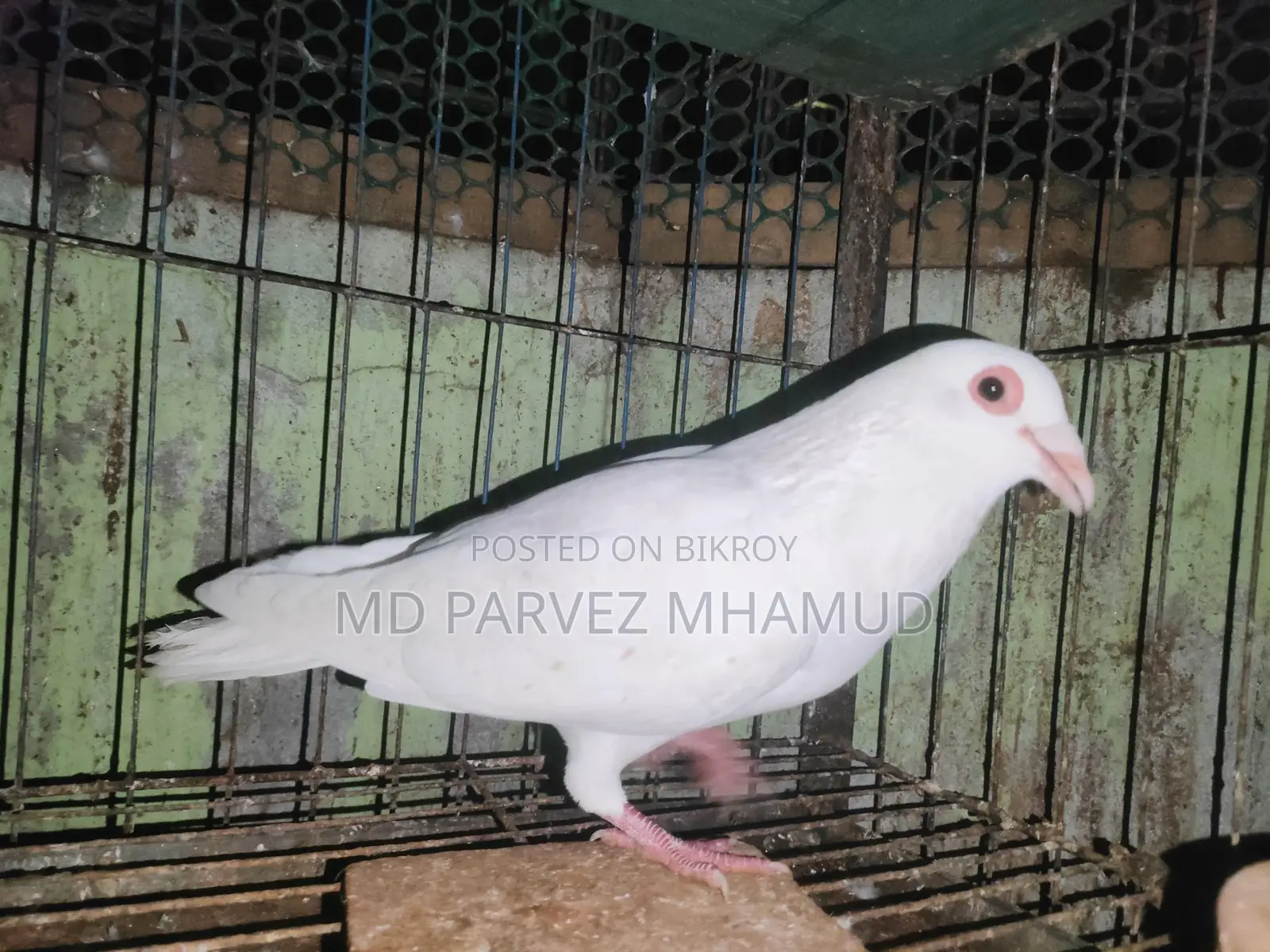 Racer Pigeons