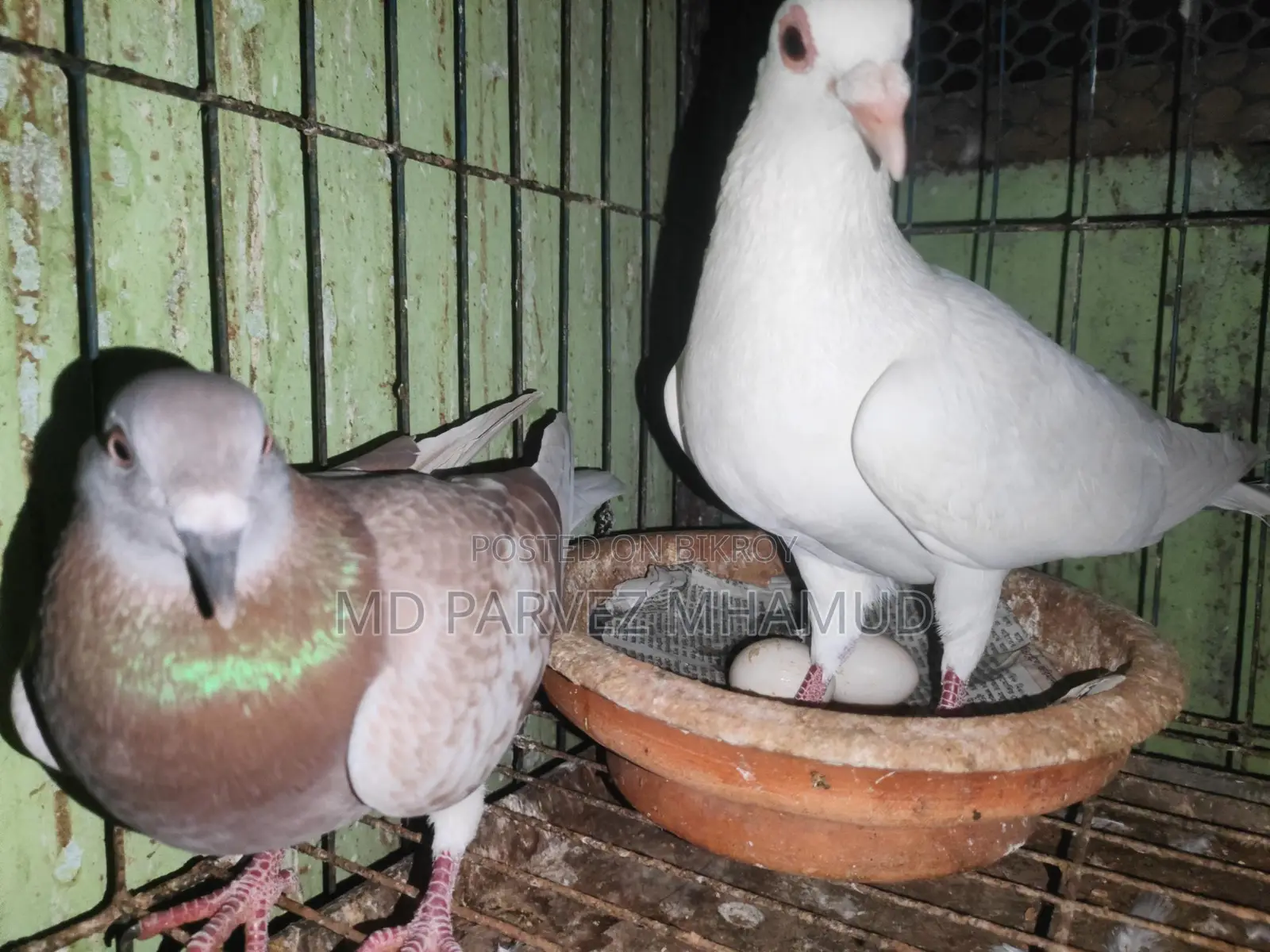 Racer Pigeons