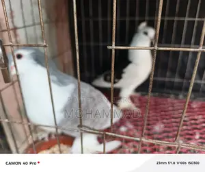 সিরাজী+ফেন্সি কবুতর