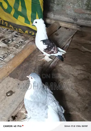 সিরাজী+ফেন্সি কবুতর