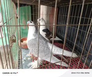 সিরাজী+ফেন্সি কবুতর
