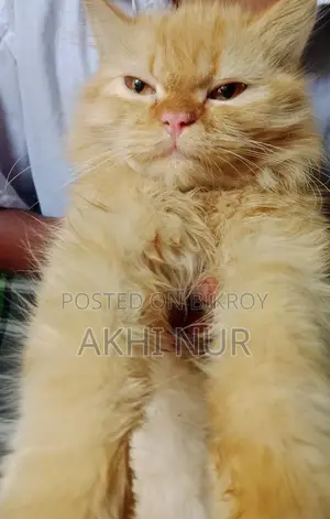 Persian Cat