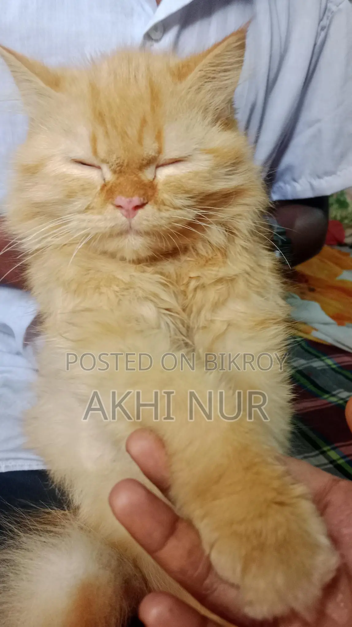 Persian Cat