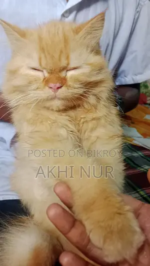 Persian Cat