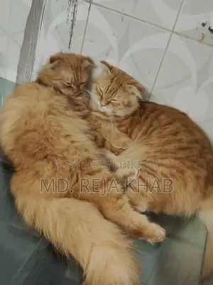 বিড়াল দুই টি সেল করা হবে। মেল এবং ফিমেল। বয়স ১ বছর
