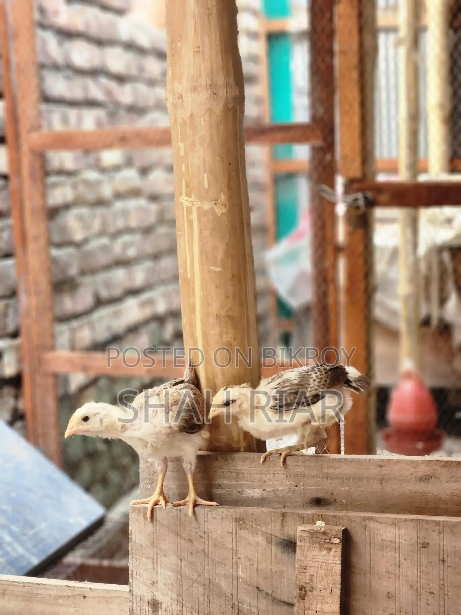 পিউর দেশি মুরগির বাচ্চা।