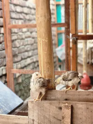 পিউর দেশি মুরগির বাচ্চা।