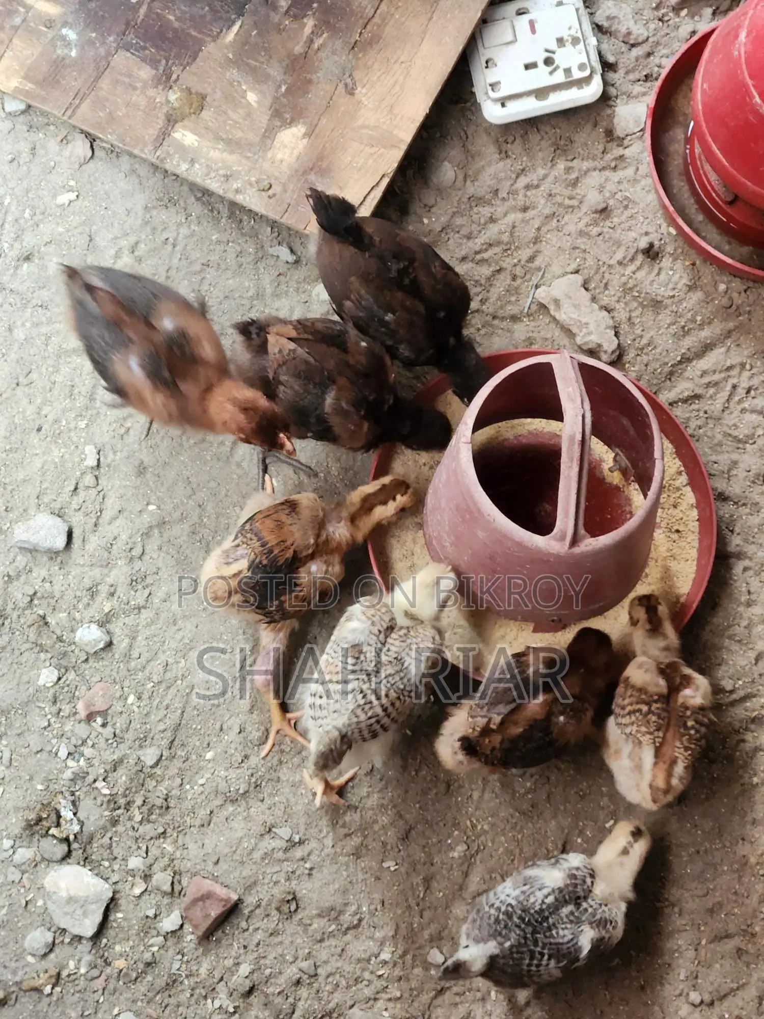 পিউর দেশি মুরগির বাচ্চা।