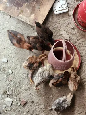 পিউর দেশি মুরগির বাচ্চা।