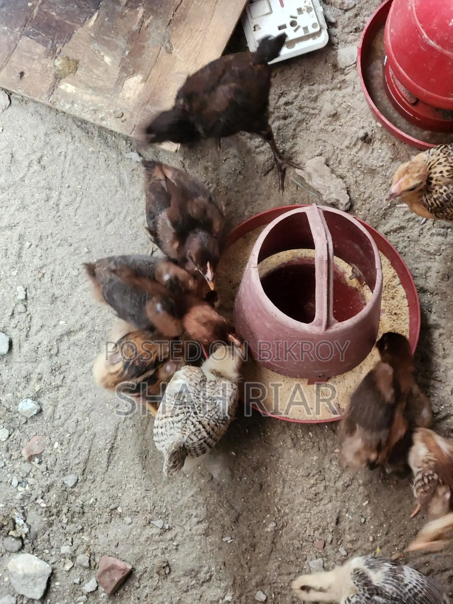 পিউর দেশি মুরগির বাচ্চা।