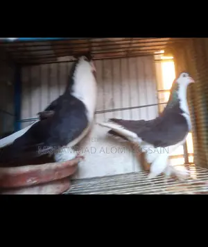 Black Lahori Big Size. Number is provided