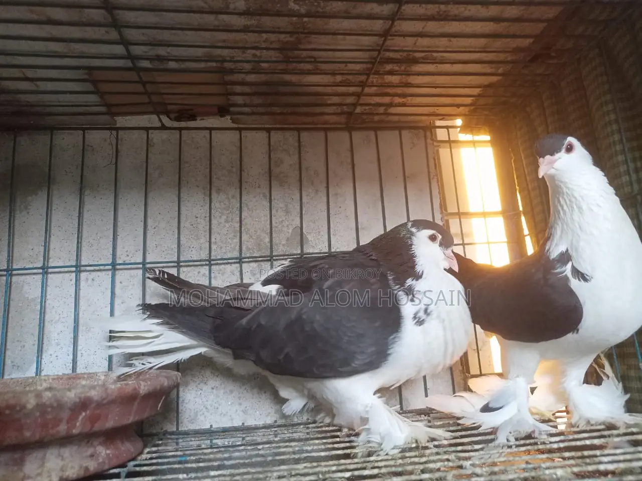 Black Lahori Big Size. Number is provided