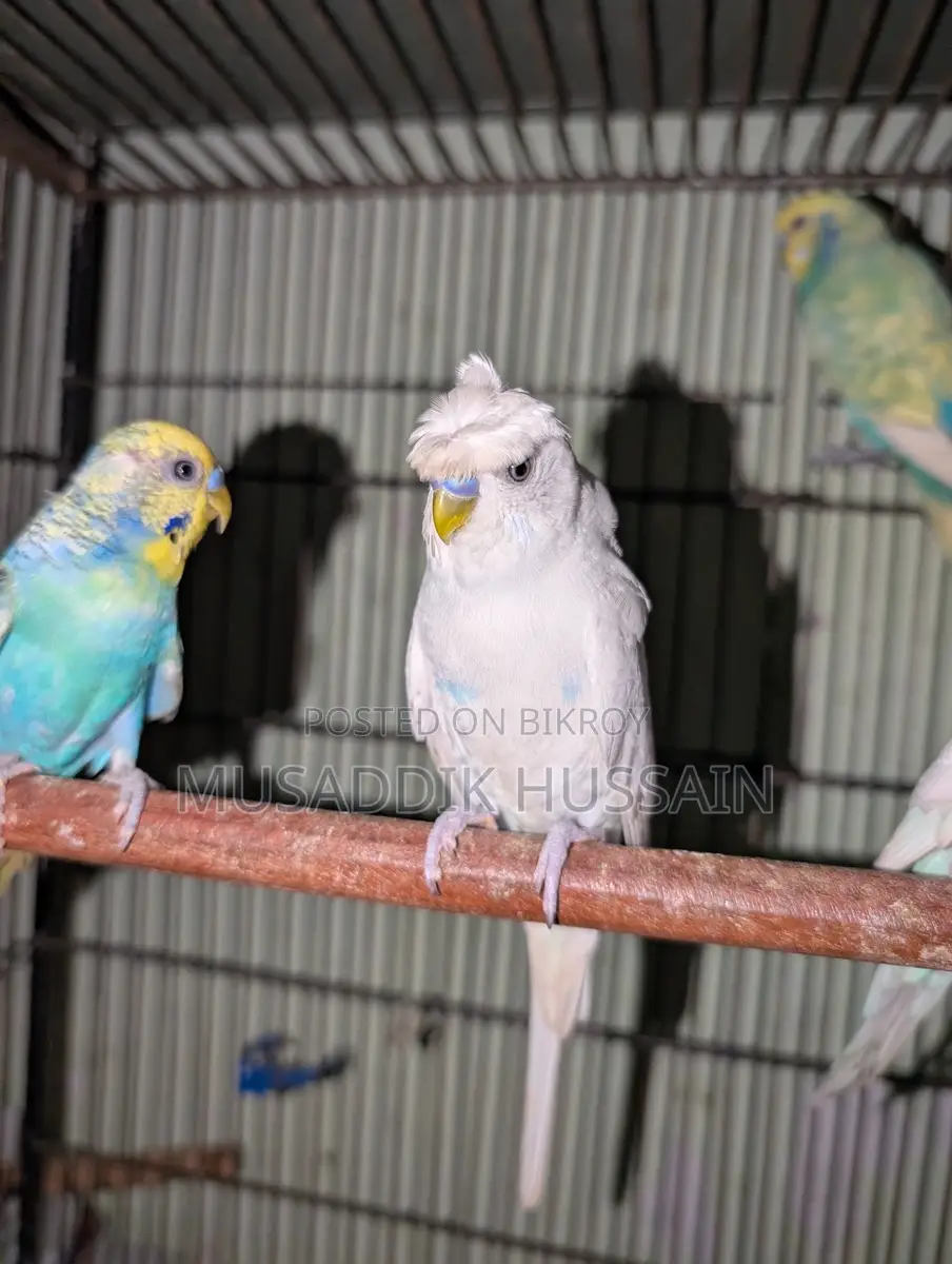 Budgerigar Male
