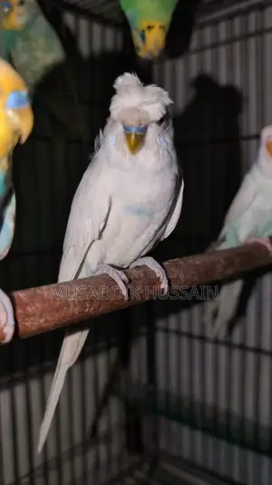 Budgerigar Male